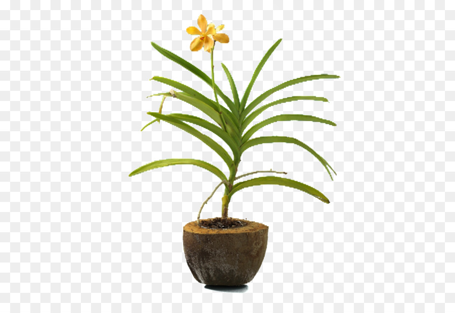 Arecaceae，Saksı PNG