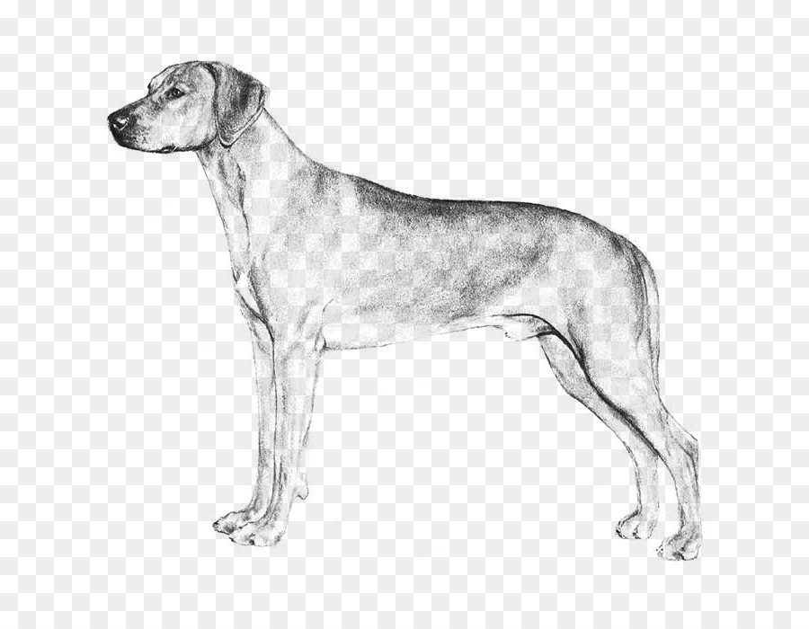 Köpek ırkı，İngilizce Foxhound PNG