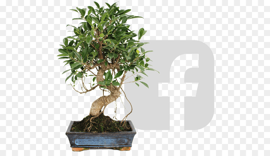 Bonsai Ağacı，Minyatür PNG