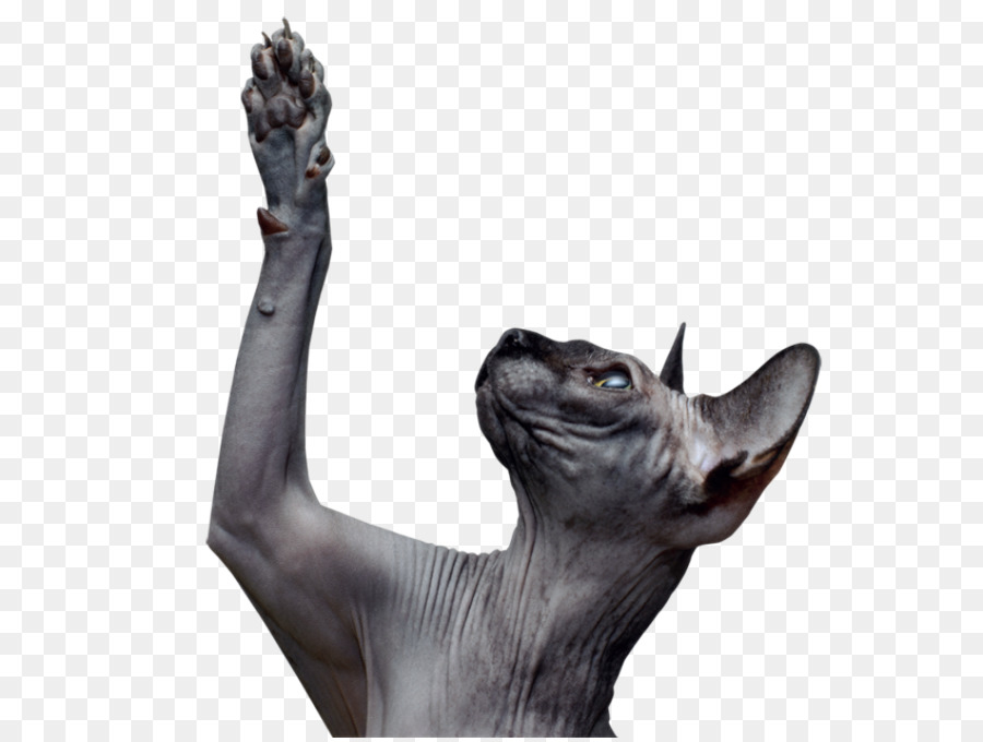 Sfenks Kedisi，Kedi PNG