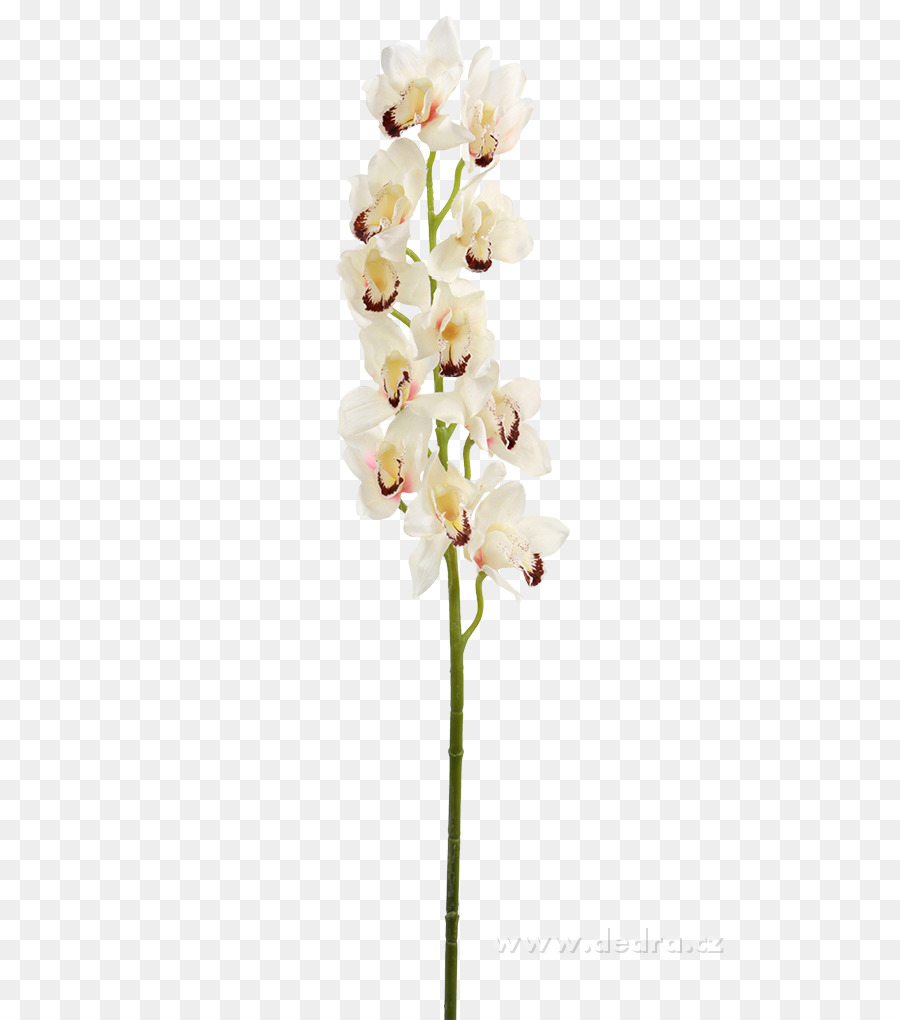 Güve Orkide，Kesme çiçekler PNG