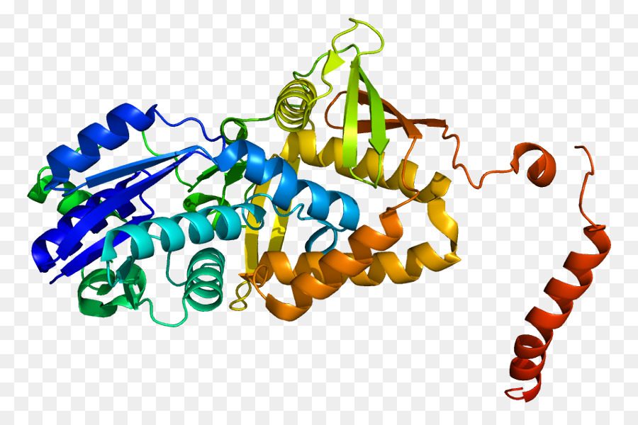 Protein Yapısı，Molekül PNG