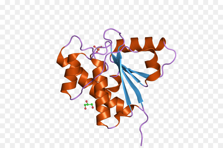 Protein Yapısı，Molekül PNG