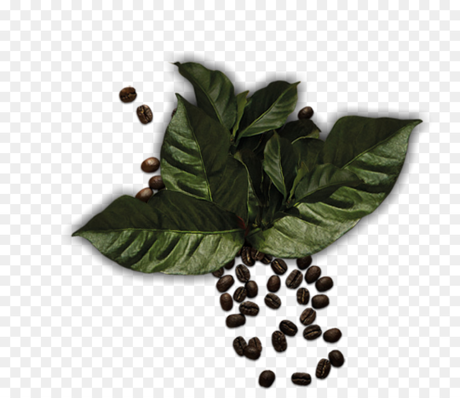 Yaprak，şifalı Bitkiler PNG