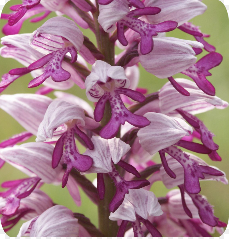 Dendrobium，Orkide Askeri PNG