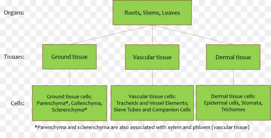 Bitki Doku Diyagramı，Botanik PNG
