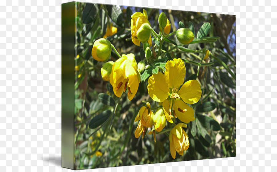 St John S Wort，Senna M PNG