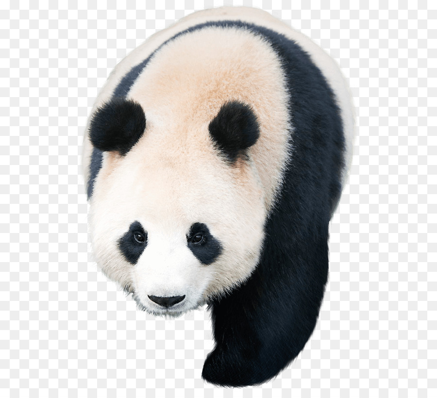 Dev Panda，Pandalar PNG