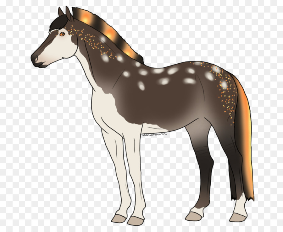 Zebra Atı，Zebra PNG