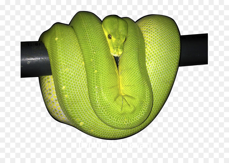 Yeşil Ağaç Python，Top Python PNG