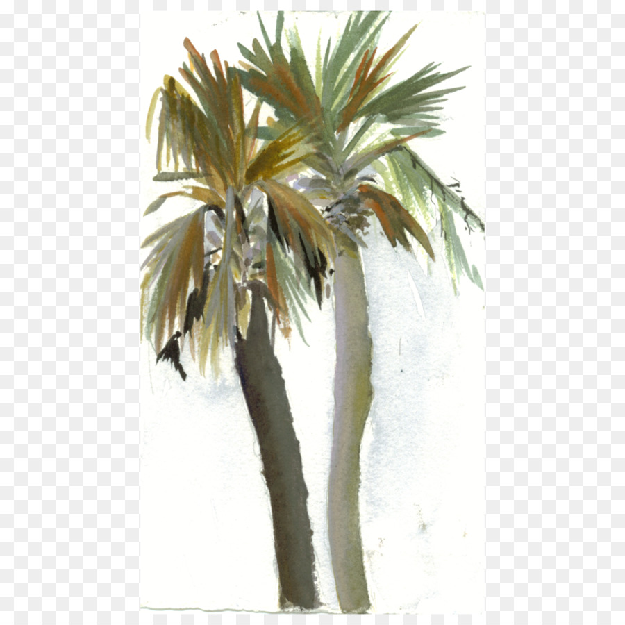 Asya Palmyra Palm，Babassu PNG