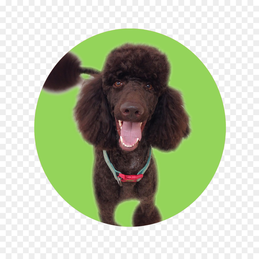 Standart Kaniş，İrlandalı Su Spaniel PNG