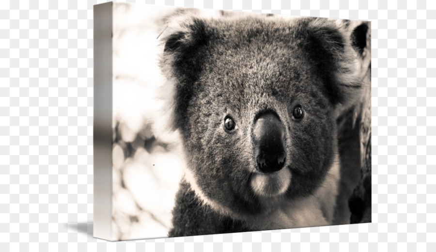 İmagekind，Koala PNG
