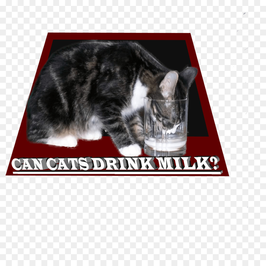 Bıyıkları，Kedi PNG