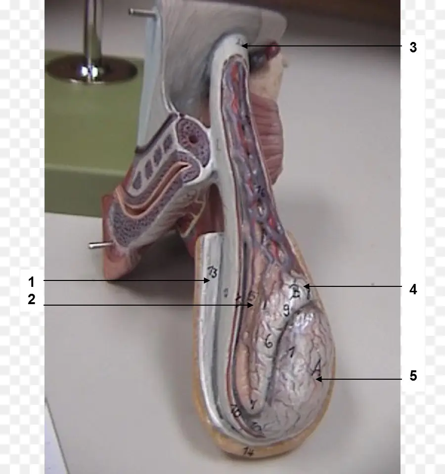 Anatomik Model，İnsan Vücudu PNG