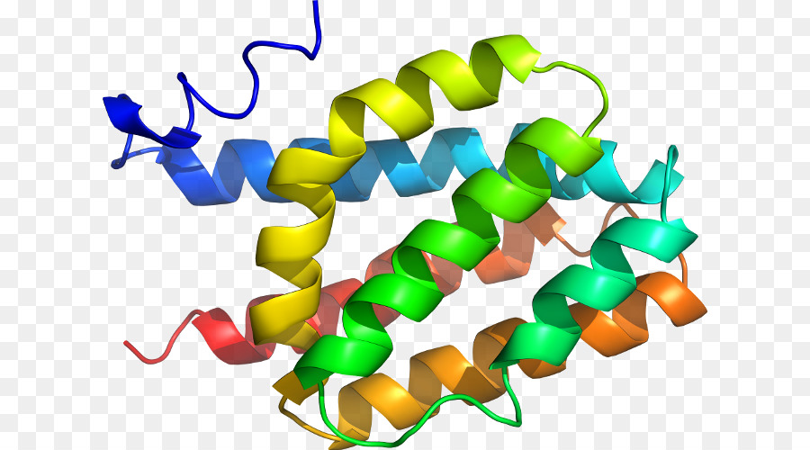 Protein Sarmalı，Molekül PNG