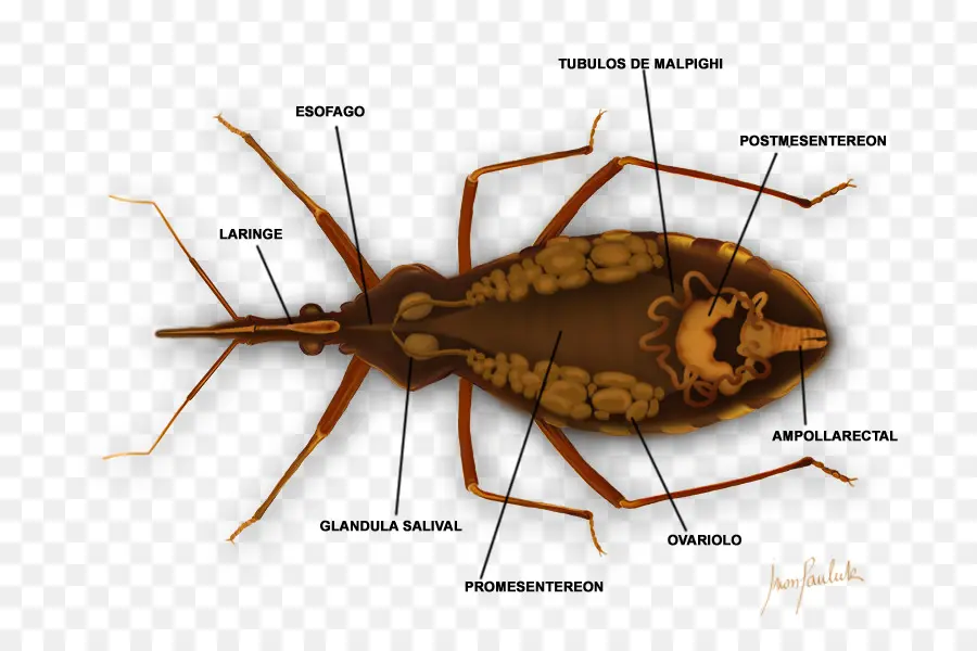 Triatoma Infestans，Chagas Hastalığı PNG