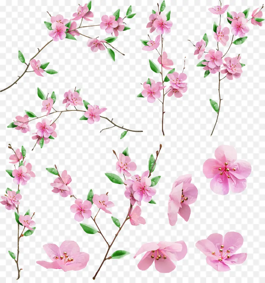 Kiraz çiçeği，çiçeği PNG