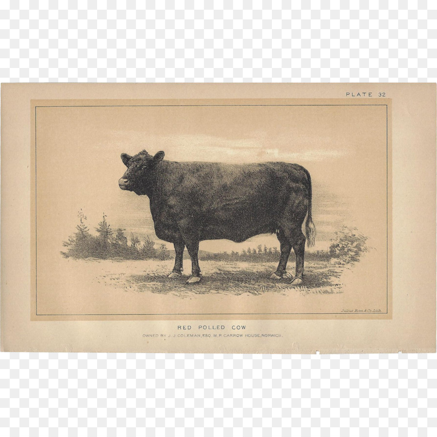 Jersey Sığır，Highland Sığır PNG