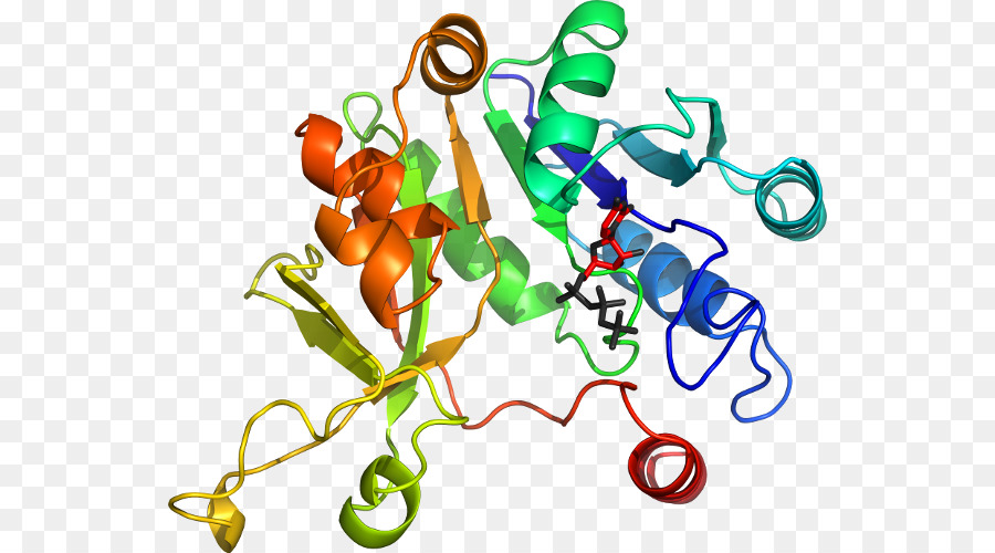 Protein Yapısı，Molekül PNG