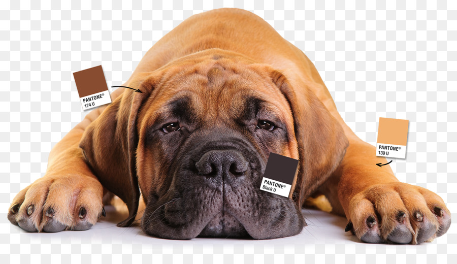 Köpek ırkı，Bullmastiff PNG