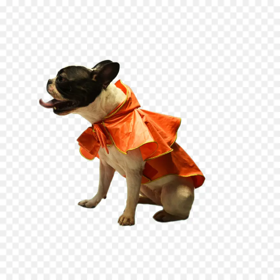 Kostümlü Köpek，Evcil Hayvan PNG