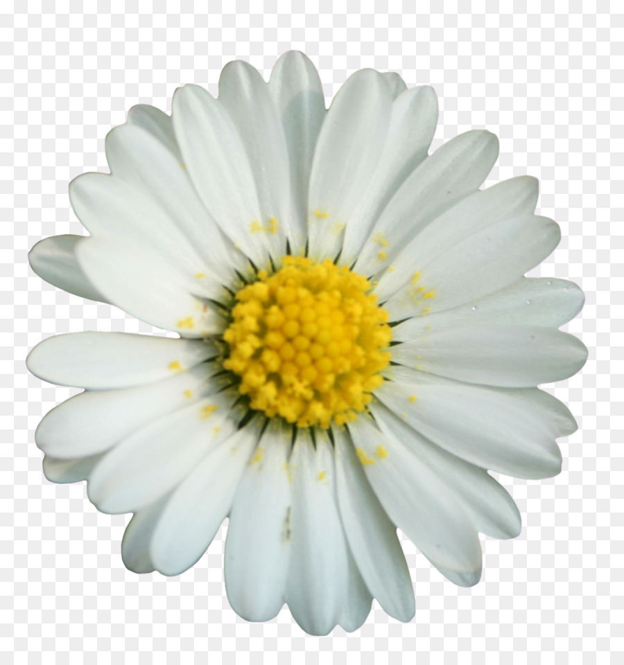 Ortak Daisy，Etiket PNG