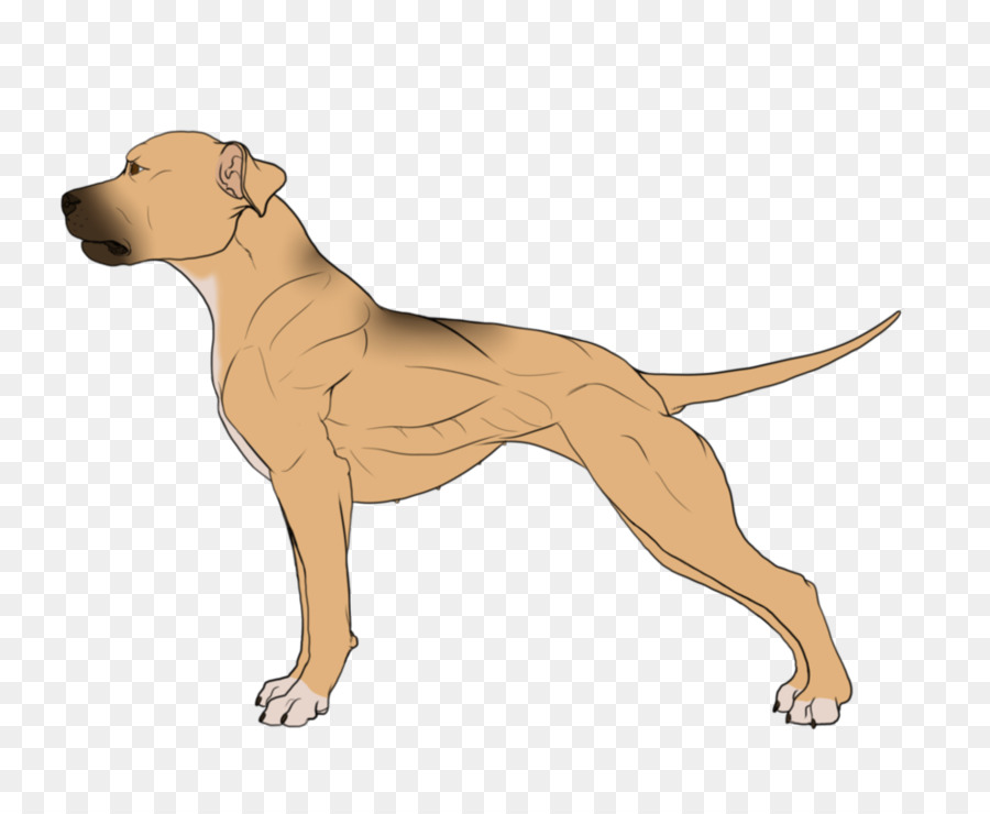 Çalışan Köpek，Beyaz PNG