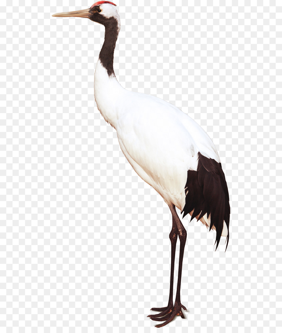 Beyaz Leylek，Kuş PNG