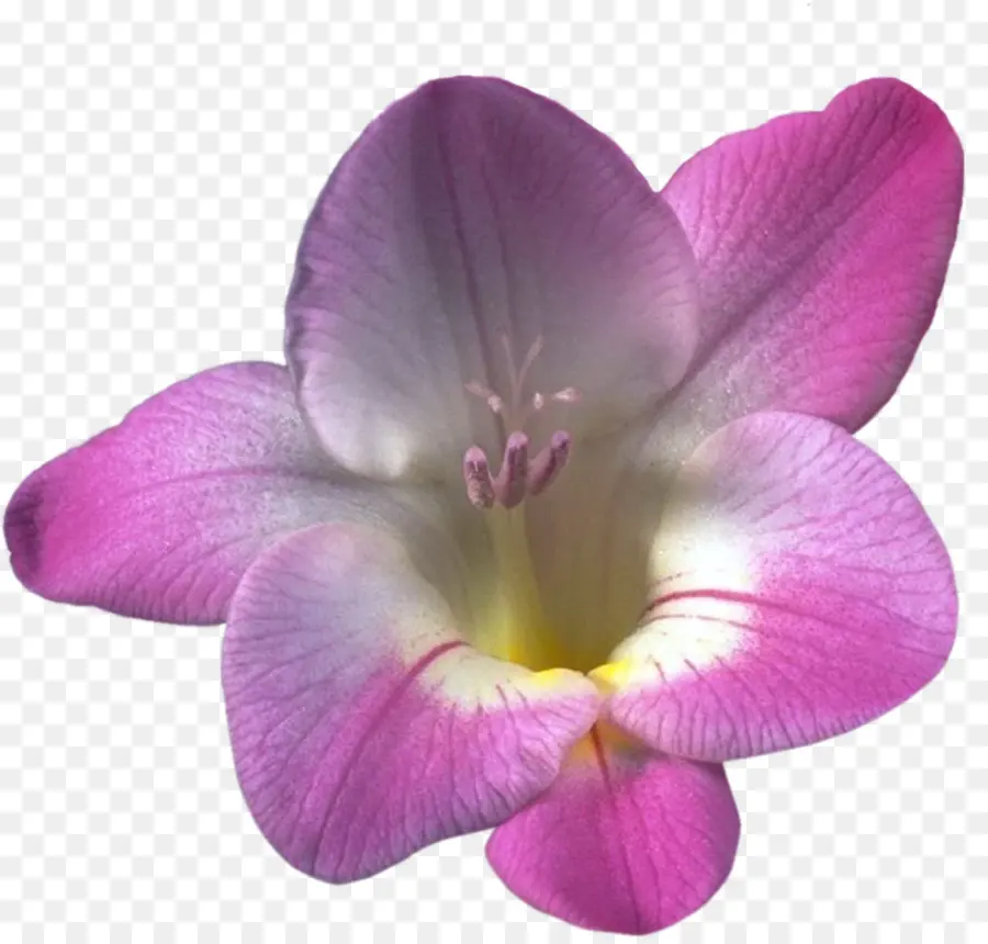 Güve Orkide，Freesia PNG