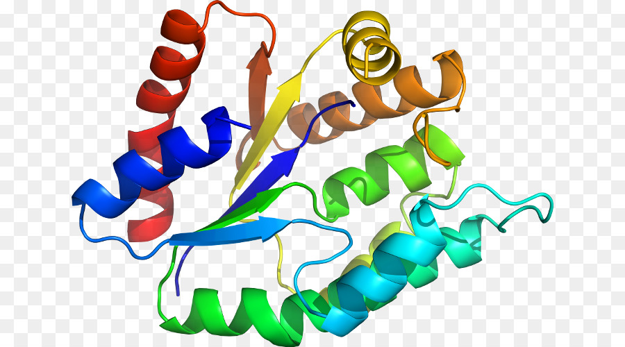 Protein Yapısı，Molekül PNG