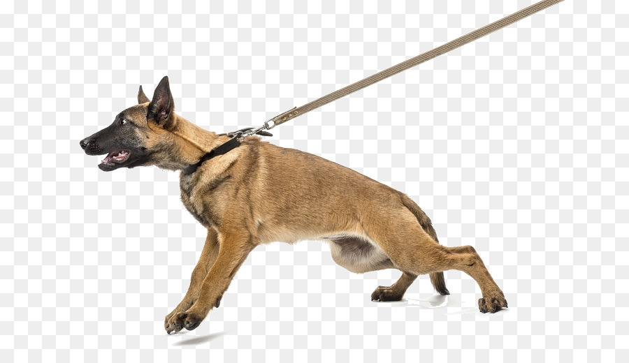 Köpek，Köpek Yavrusu PNG