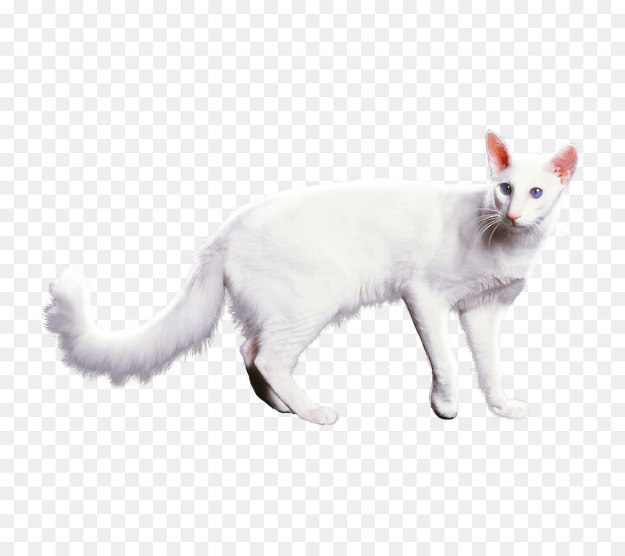 Beyaz Kedi，Evcil Hayvan PNG