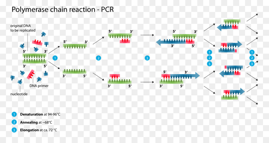 Polimeraz Zincir Reaksiyonu，Polimeraz PNG