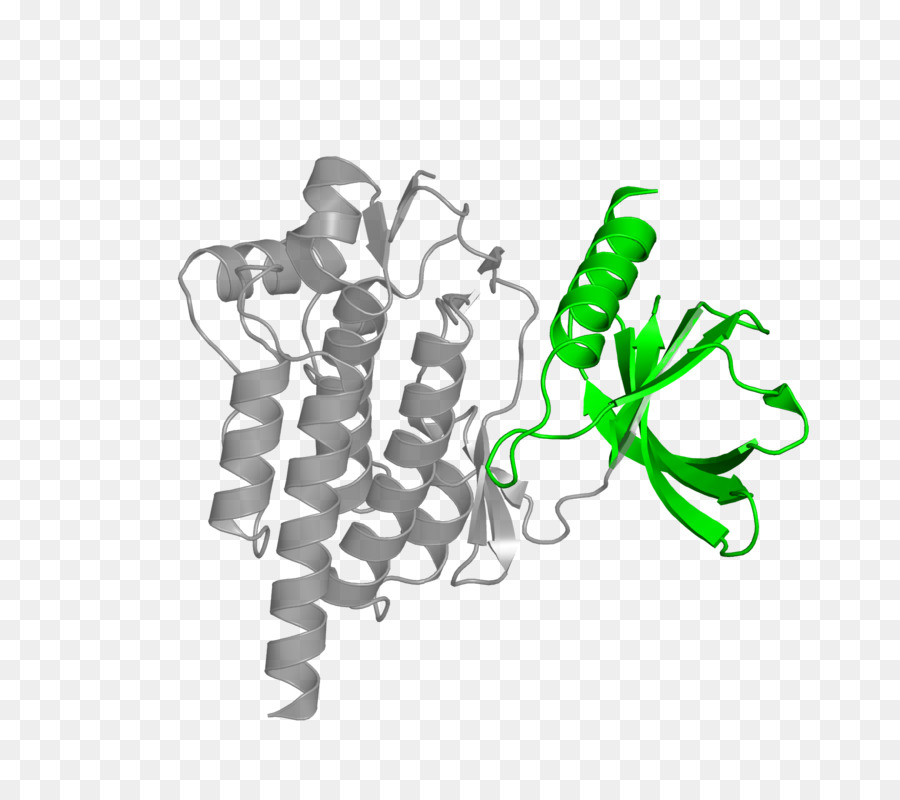 Protein，Molekül PNG