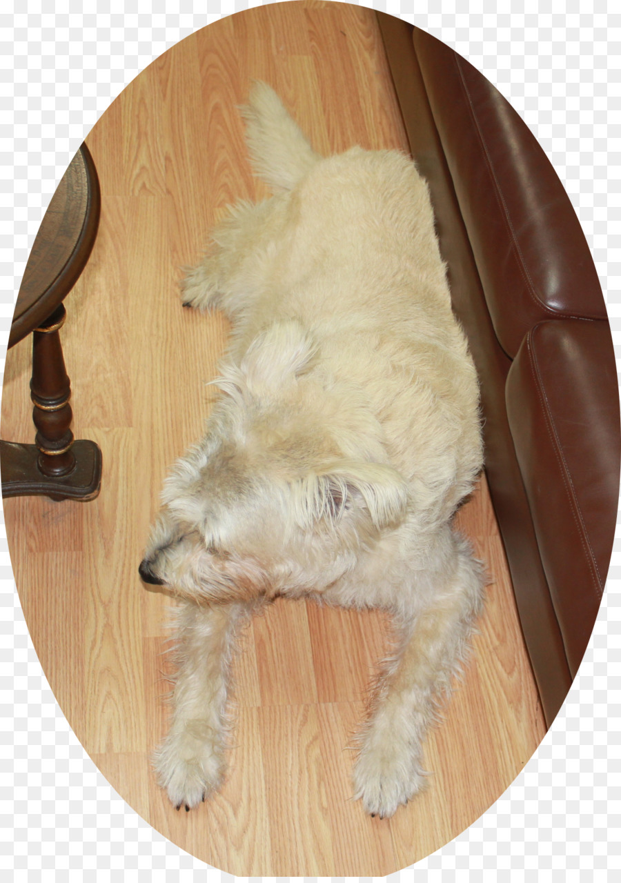 Goldendoodle，Schnoodle PNG