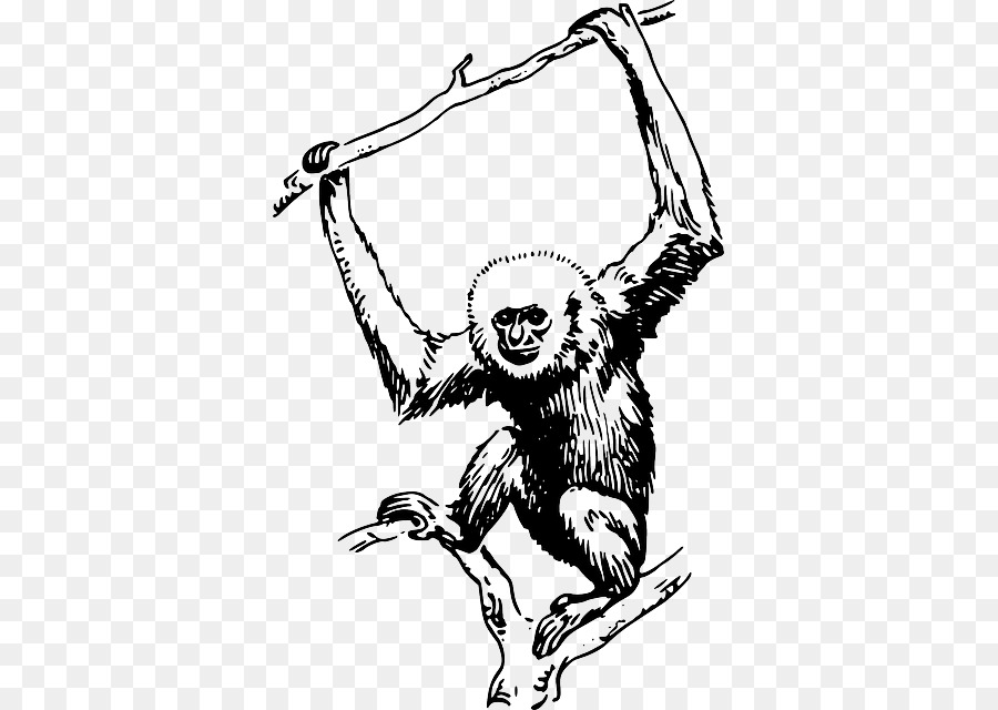 Primat，Goril PNG