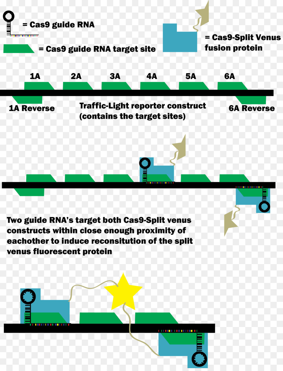 Cas9，Yeşil Floresan Protein PNG