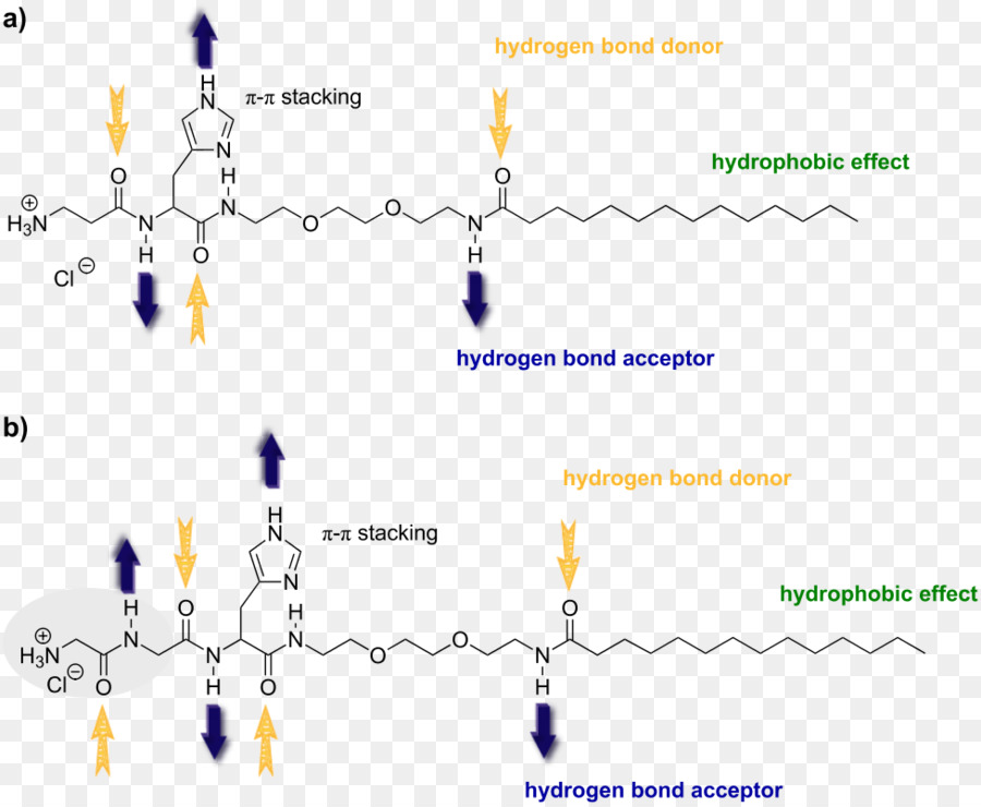 Hidrofil，Hydrophobe PNG