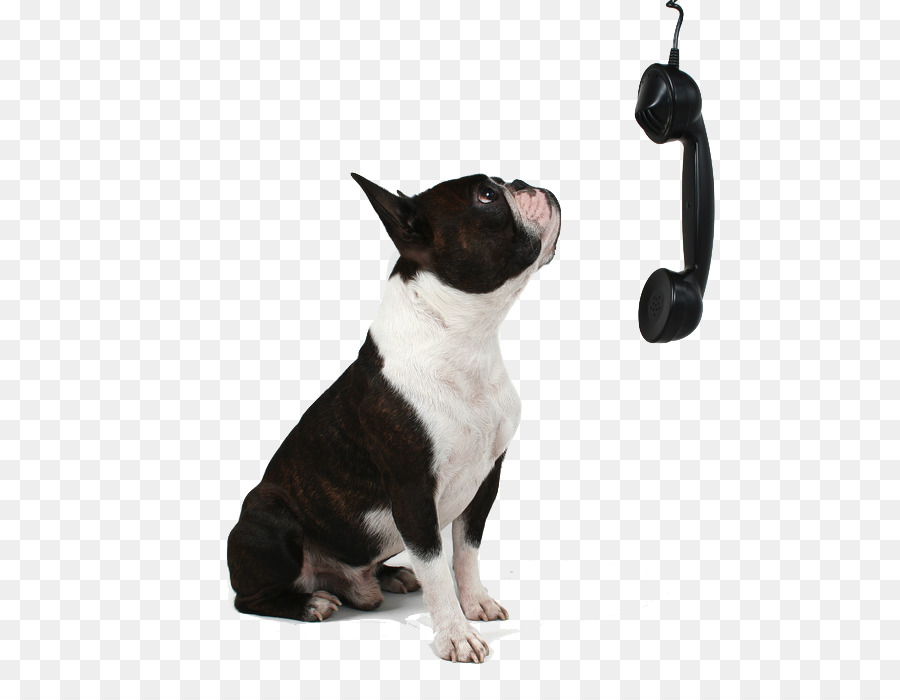 Telefonlu Köpek，Evcil Hayvan PNG