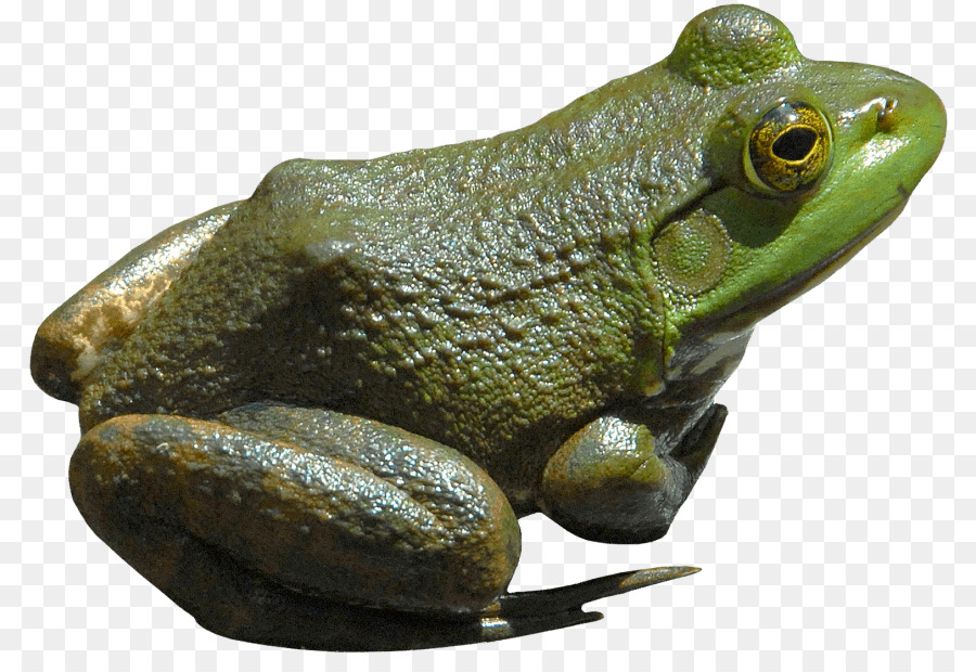 Amerikan Bullfrog，Kurbağa PNG