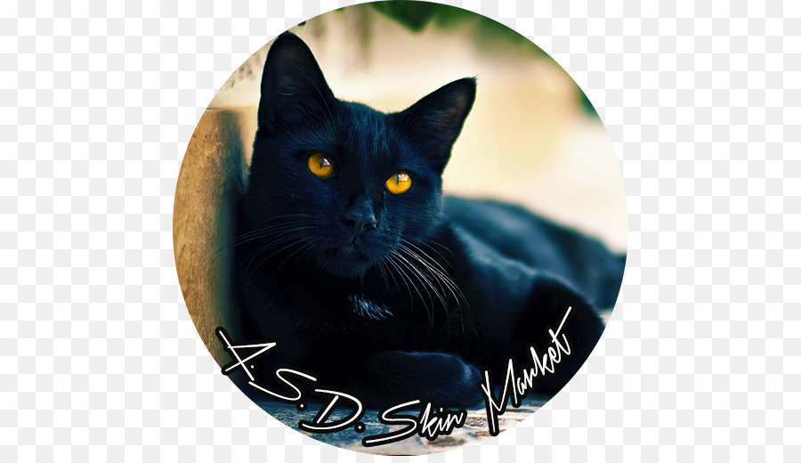 Bombay Kedi，Kedi PNG