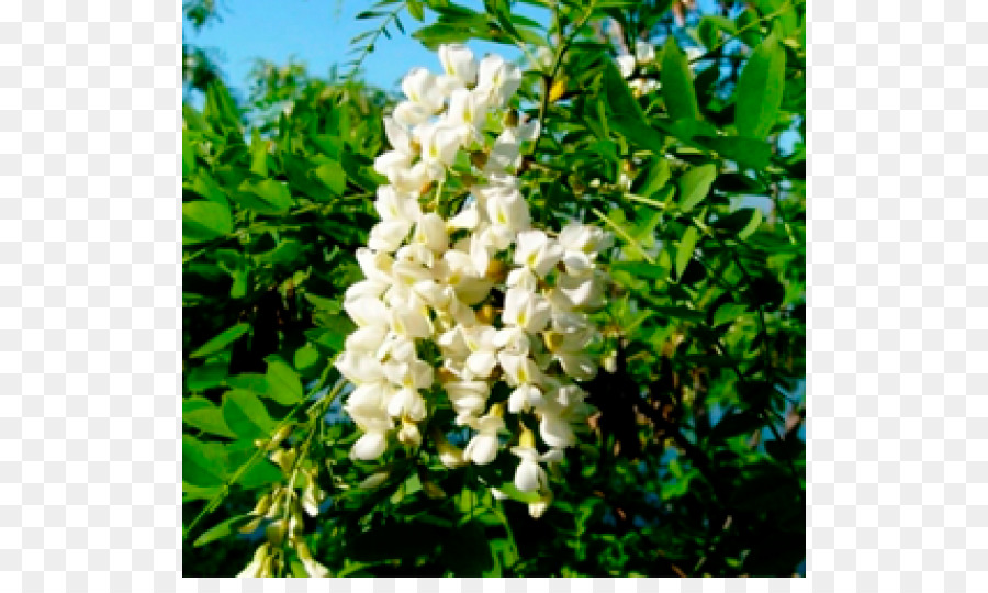 Styphnolobium Japonicum，Sophora PNG