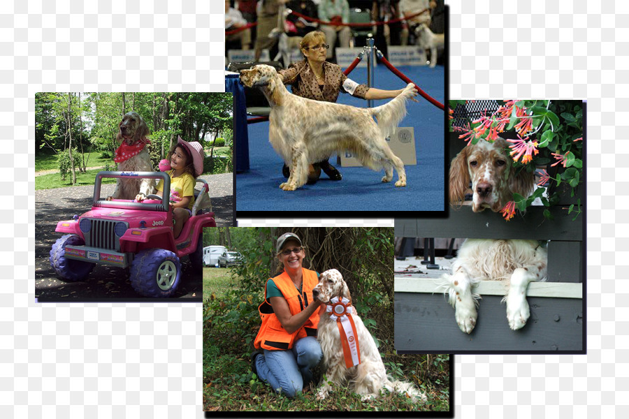 Goldendoodle，İngilizce Pasör PNG