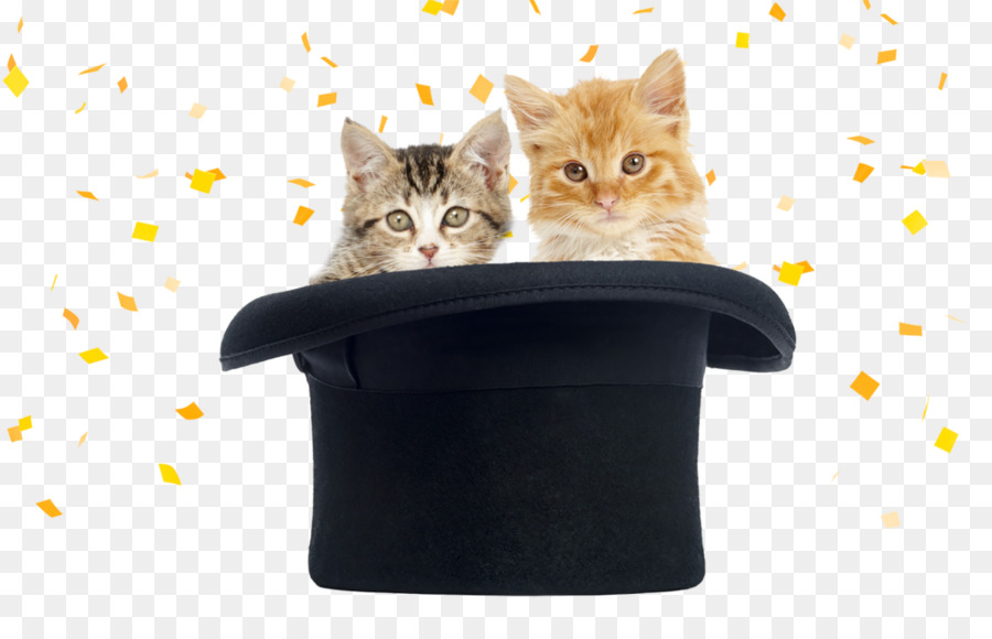 Bıyıkları，Kedi PNG