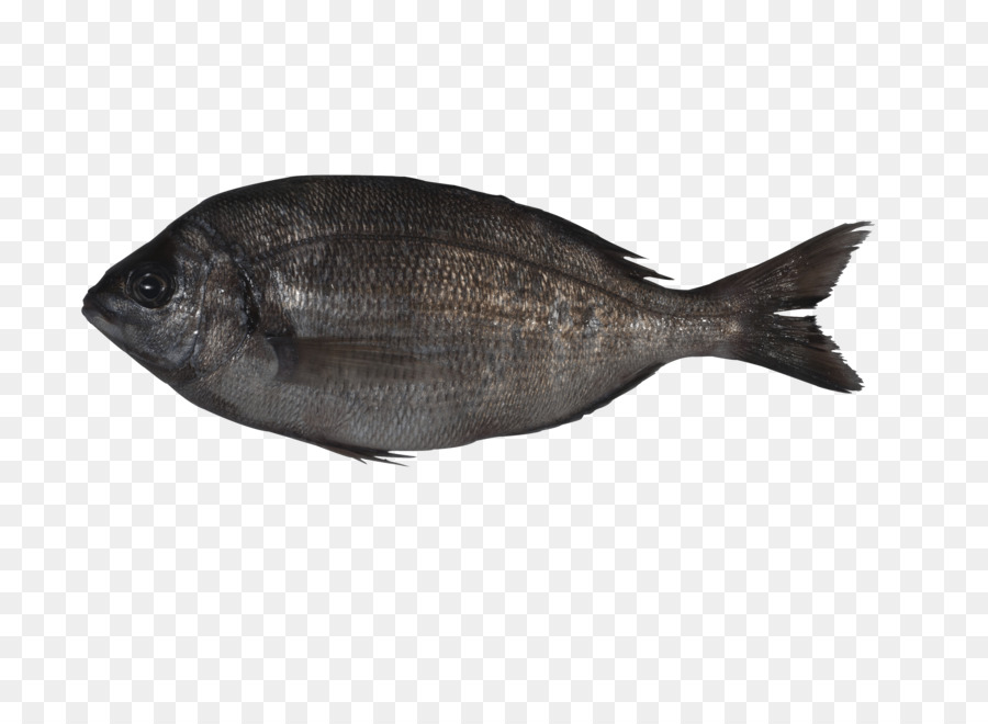 Tek，Balık ürünleri PNG