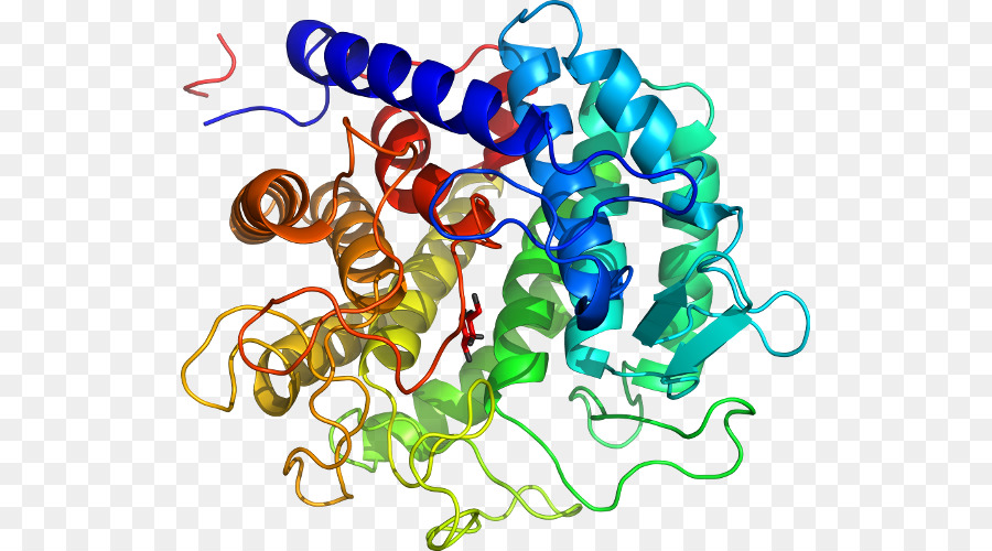 Protein Yapısı，Molekül PNG