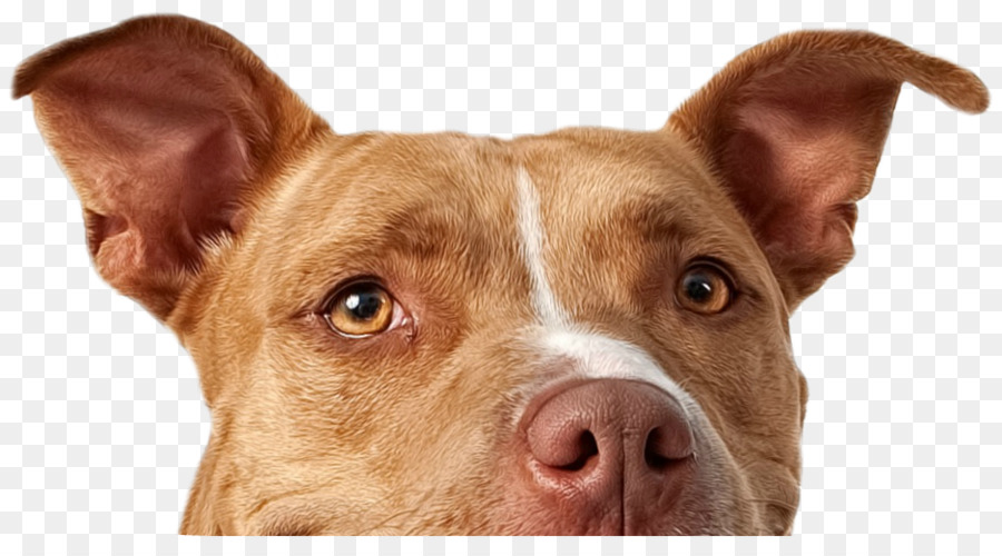 Pitbull Köpeği，Amerikan Pit Bull Terrier PNG