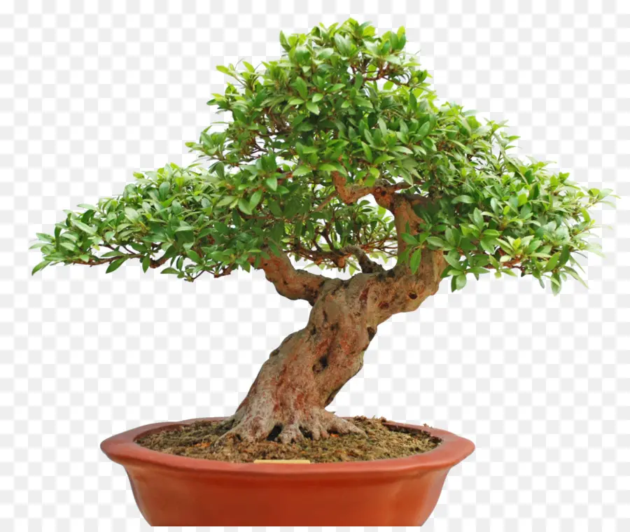 Bonsai Ağacı，Minyatür Ağaç PNG