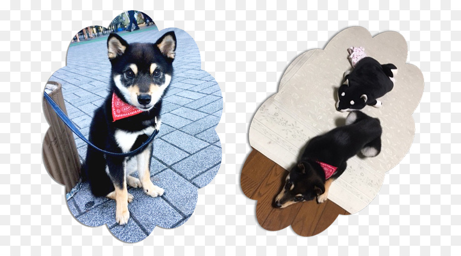 Köpek ırkı，Shiba ınu PNG